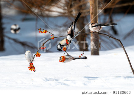 Great tit and long-tailed tit 91180663