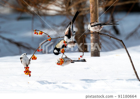 Great tit and long-tailed tit 91180664