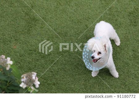 Bailey, a toy poodle who is recovering from illness with Elizabeth, is having fun playing in a dog park and looking at white flowers cutely. Bailey, a toy poodle who is recovering from illness with Elizabeth, is having fun playing in a dog park and looking at white flowers cutely. 91180772