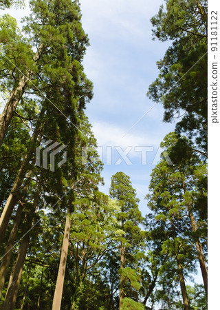 Obi cedar in Obi castle Obi cedar in Obi castle 91181122