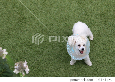 Bailey, a toy poodle who is recovering from illness with Elizabeth, plays with a flowering dog park and looks up at the sky cutely ♡ 91181460