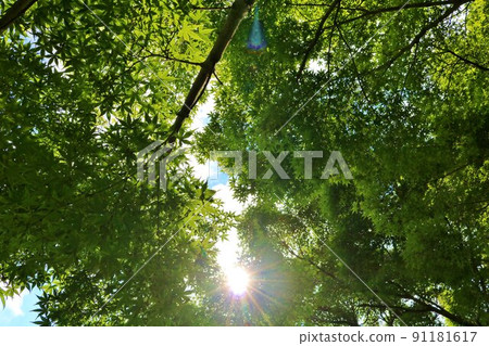 青紅路初夏風景古川,清新的綠色和耀眼的陽光 青紅路初夏風景古川,清新的綠色和耀眼的陽光 91181617
