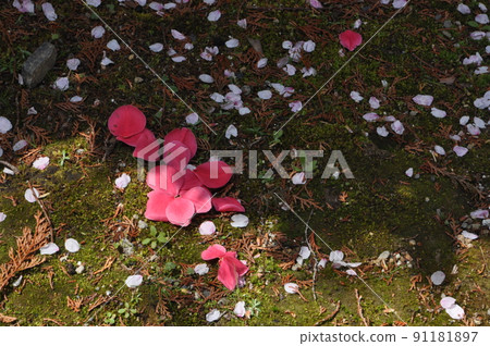 落花 落花 91181897
