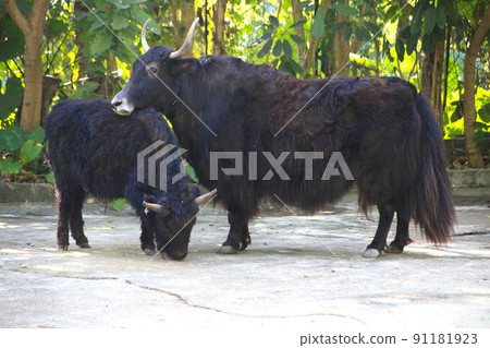 two yaks in Shenzhen, China two yaks in Shenzhen, China 91181923