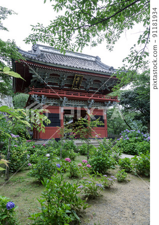 繡球花閃耀的雨傘山樂法寺(雨傘觀音) 繡球花閃耀的雨傘山樂法寺(雨傘觀音) 91181934