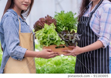 Asian woman farmer holding a vegetable basket of fresh vegetable salad on an organic farm. Concept of agriculture organic for health, Vegan food, and Small business. 91183005