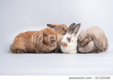 A Group of furry and fluffy cute red brown rabbit erect ears are sitting look in the camera, isolated on white background. Concept of rodent pet and easter. A Group of furry and fluffy cute red brown rabbit erect ears are sitting look in the camera, isolated on white background. Concept of rodent pet and easter. 91183006