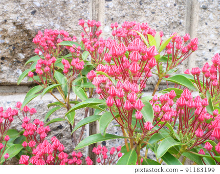 Kalmia with lots of pink buds Kalmia with lots of pink buds 91183199