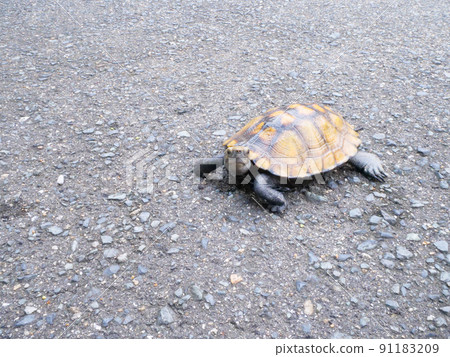 Japanese pond turtle looking at the camera Japanese pond turtle looking at the camera 91183209