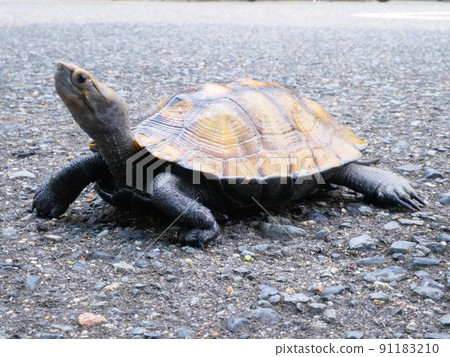 脖子向上伸展的日本池塘龜 脖子向上伸展的日本池塘龜 91183210