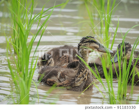 Aigamo farming method Aigamo that takes care of rice in paddy fields 91183330
