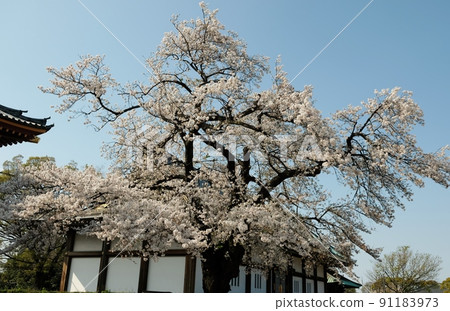 The cherry blossoms of Ikegami Honmonji are crowded with many cherry blossom viewing visitors climbing up and down the stone steps. The cherry blossoms of Ikegami Honmonji are crowded with many cherry blossom viewing visitors climbing up and down the stone steps. 91183973