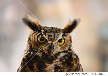 Great horned owl with feathers like rabbit ears Great horned owl with feathers like rabbit ears 91184072