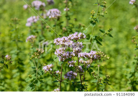 Oregano (scientific name: Origanum vulgare) aka Hanahakka, Wild Majora 91184090