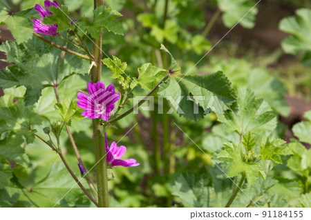 奶酪（學名：錦葵），又名普通錦葵、錦葵、藍錦葵 91184155