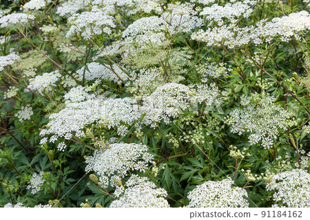 土岐(Toki)花(用於草藥的原始原料,日本本土,使用生根),日本,6月 土岐(Toki)花(用於草藥的原始原料,日本本土,使用生根),日本,6月 91184162