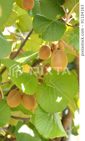 長在地上的獼猴桃 91184163