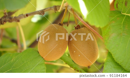 並肩生長的兩顆奇異果 91184164