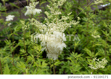 梅多斯威特（學名：Filipendula ulmaria） 別名：梅多斯威特 91184171