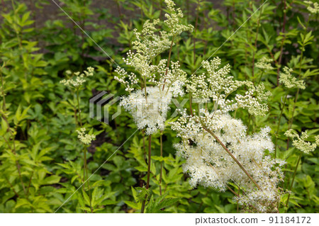 Meadowsweet (scientific name: Filipendula ulmaria) Alias: Meadowsweet 91184172
