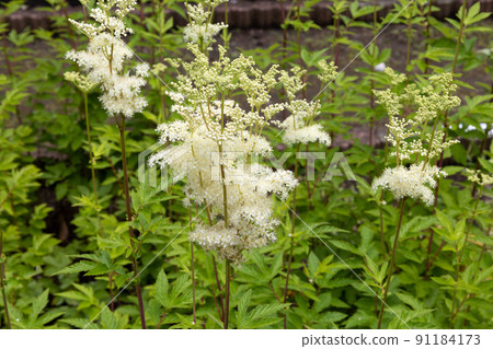 梅多斯威特(學名:Filipendula ulmaria) 別名:梅多斯威特 梅多斯威特(學名:Filipendula ulmaria) 別名:梅多斯威特 91184173