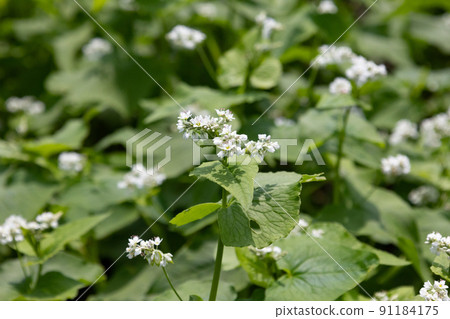 蕎麥（學名：Fagopyrum esculentum）開花的地方（日本，東京，六月） 91184175