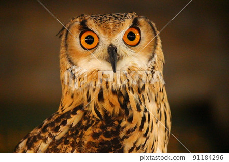 Bengal Eagle Owl who cares about the camera Bengal Eagle Owl who cares about the camera 91184296