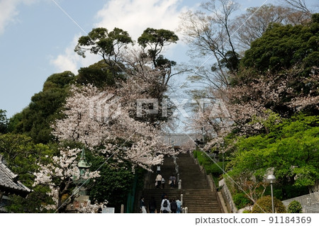 The cherry blossoms of Ikegami Honmonji are crowded with many cherry blossom viewing visitors climbing up and down the stone steps. The cherry blossoms of Ikegami Honmonji are crowded with many cherry blossom viewing visitors climbing up and down the stone steps. 91184369