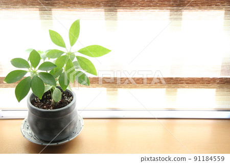 經典觀葉植物，鮮綠色廚師 Rera，木棉 91184559