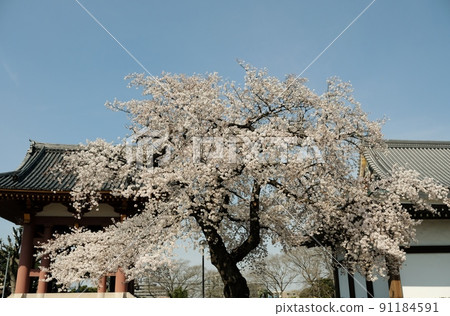 The cherry blossoms of Ikegami Honmonji are crowded with many cherry blossom viewing visitors climbing up and down the stone steps. 91184591