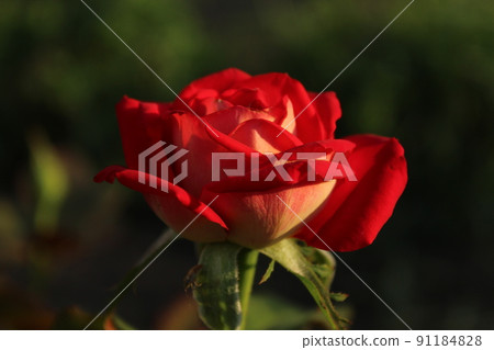 red roses in the evening light growing flowers rose garden. Flowers for mother's day women's day 91184828