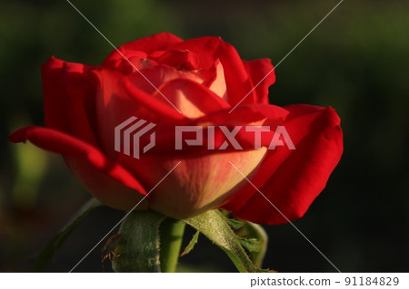 red roses in the evening light growing flowers rose garden. Flowers for mother's day women's day 91184829