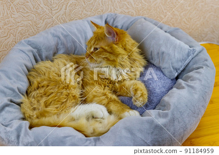 Ginger cat lying in his soft cozy cat bed 91184959