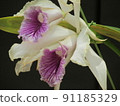 Orchid Flower 91185329