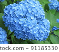 Hydrangea of rainy season 91185330