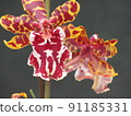 Bewitching orchids 91185331