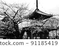 Sakura and Shrine 91185419