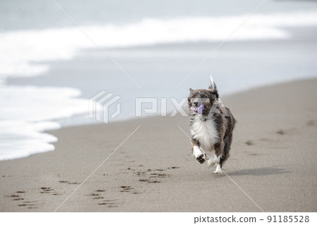 Chiwax dog playing on the beach 91185528