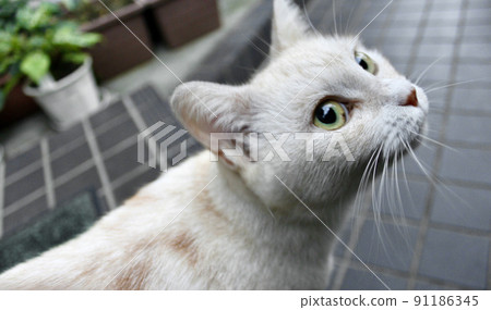 Cat with perfect eyes (up) 91186345