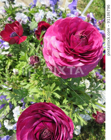 Red-purple ranunculus flowers Red-purple ranunculus flowers 91186796