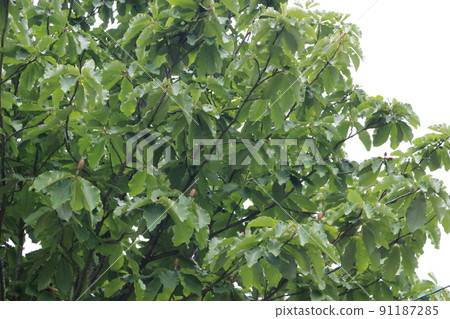 公園樹，玉蘭 91187285