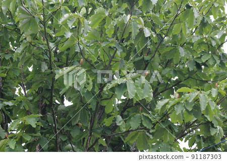 Park tree, Park tree Park tree, Park tree 91187303
