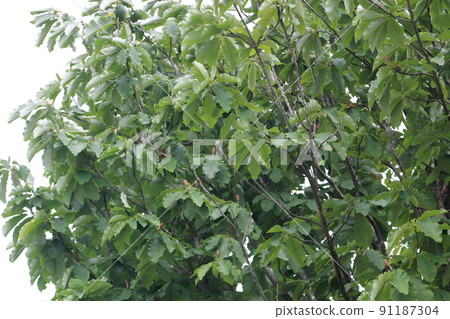 公園樹,公園樹 公園樹,公園樹 91187304