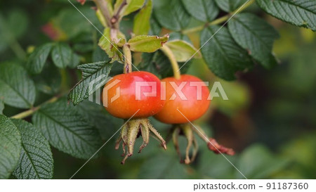 Hokkaido flowers, fruits of Hamanasu 91187360