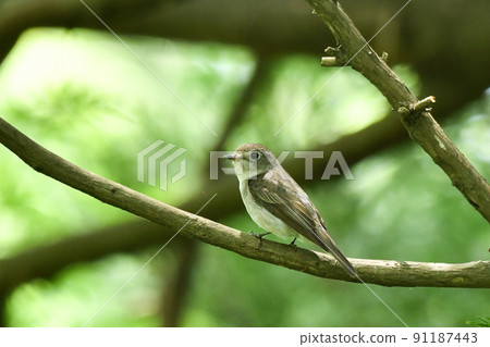 Kosametepataki 91187443