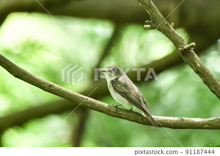 Kosametepataki 91187444