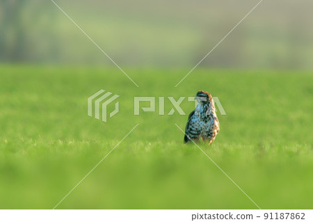 a Buzzard sits on a green field in spring 91187862