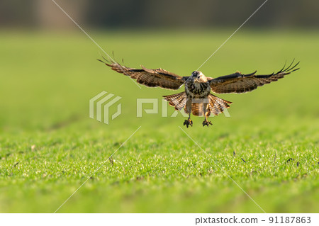 a buzzard flies over a green field a buzzard flies over a green field 91187863