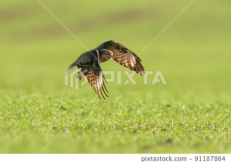 a buzzard flies over a green field a buzzard flies over a green field 91187864