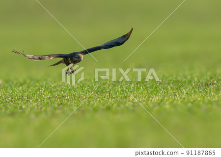 a buzzard flies over a green field a buzzard flies over a green field 91187865
